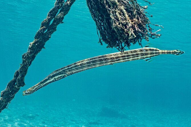 Island Treasures: Caves, Turtles and Turquoise Beach Break - Transportation, Timing, and Group Size