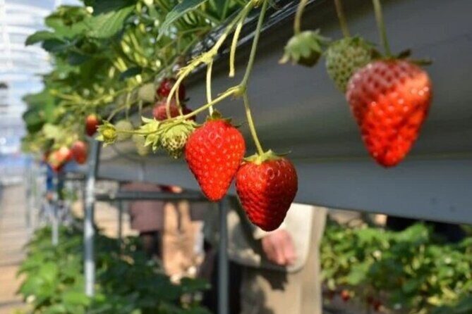 Izu Private Car Tour to Cherry Blossoms, Plum Blossoms from Tokyo - Timing and Flexibility