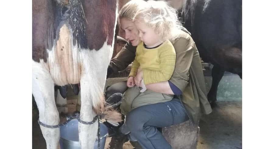 Jaffna: Cow Milking and Dairy Farm Experience - An Authentic Dive into Jaffna’s Dairy Traditions