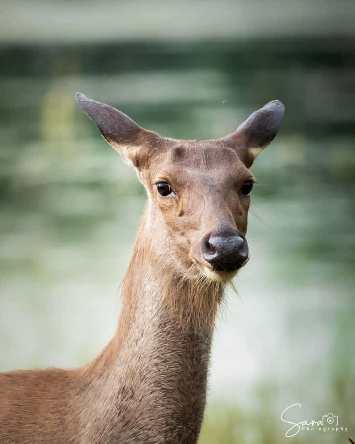 Jaffna: Guided Birdwatching Tour with Expert Naturalist - Why Choose a Birdwatching Tour in Jaffna?  