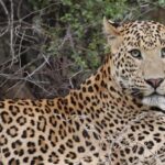 Jaipur: City Tour & Jhalana Leopard Safari With Options - Good To Know