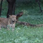 Jaipur: Discover the Hidden Leopards of Jhalana - How the Tour Unfolds