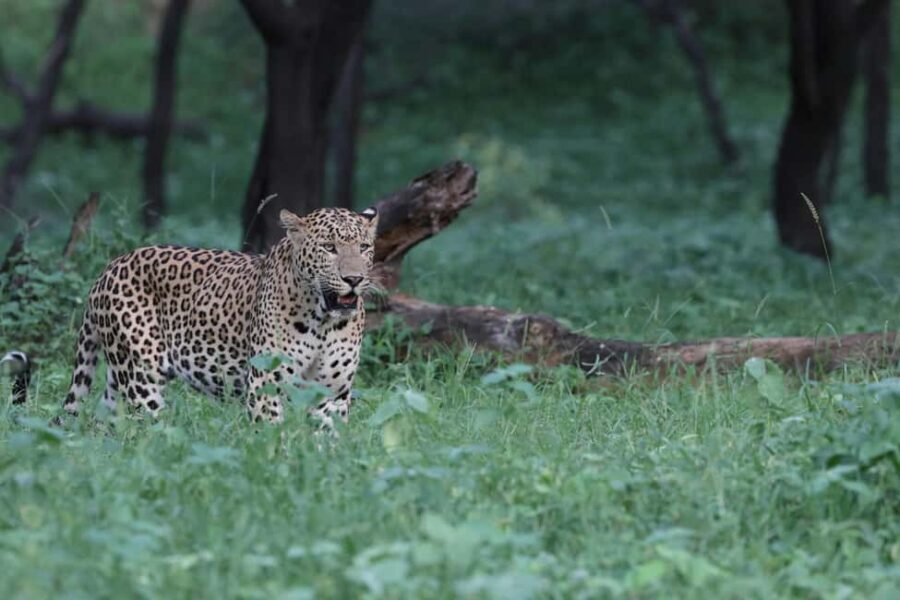 Jaipur: Discover the Hidden Leopards of Jhalana - What Makes This Tour Special?