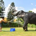 Jaipur Elephant Experience: Bond, Connect, and Learn - The Value of This Experience