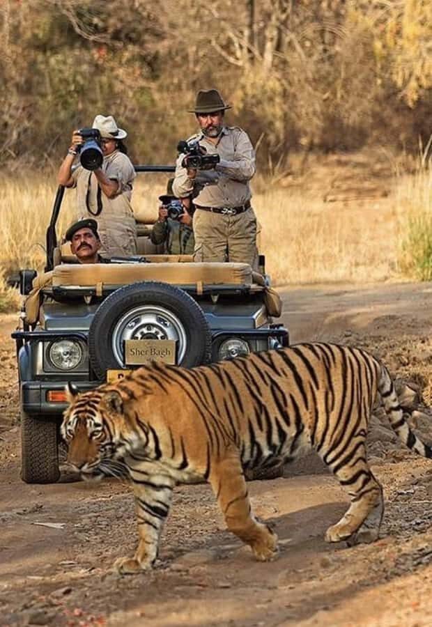 Jaipur: Elephant Experience Feed, Paint & Ride with Pickup - Authenticity and Ethical Considerations