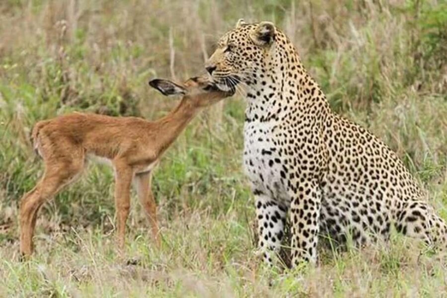 Jaipur: Half Day Leopard Safari and Guided City Tour - Who Is This Tour Best For?