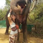 Jaipur: Interactive Elephant Experience Feed, Paint & Ride - Pricing and Value