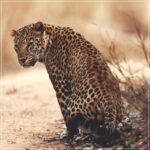 Jaipur: Jhalana/Amagarh leopard safari private tour - Final Thoughts