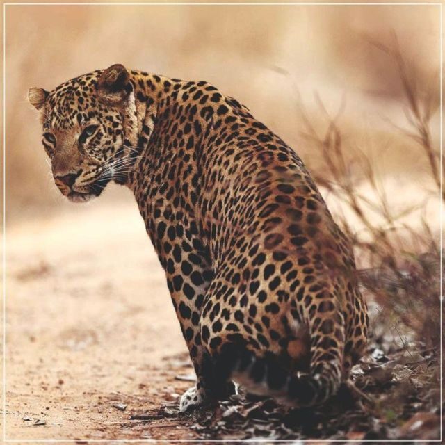 Jaipur: Jhalana/Amagarh leopard safari private tour - Final Thoughts
