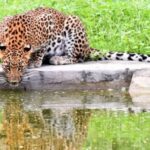 Jaipur: Jhalana/Amargarh Leopard Safari Private Tour - The Itinerary and Experience Breakdown
