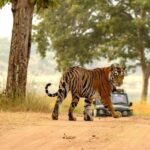 Jaipur: Ranthambore Tiger Safari Round Trip with Transfers - Frequently Asked Questions