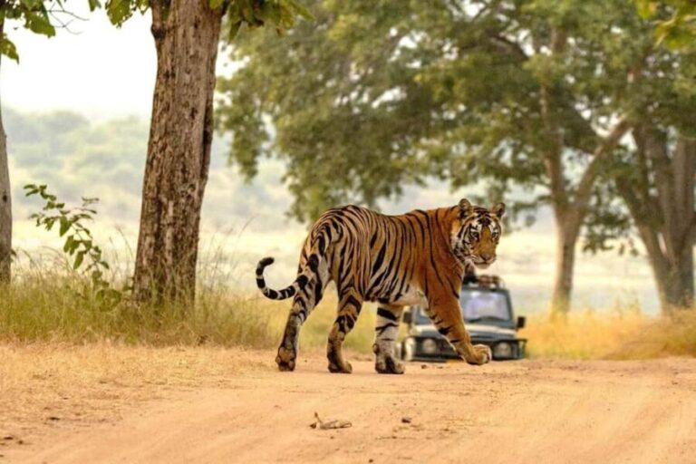 Jaipur: Ranthambore Tiger Safari Round Trip with Transfers - Frequently Asked Questions