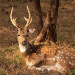 Jaipur to Ranthambore Day Trip with Safari and Transfers - The Safari: What to Expect