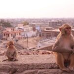Jaipur: Yoga Experience with Monkey Temple Guided Tour - Exploring Galta Ji: The Monkey Temple