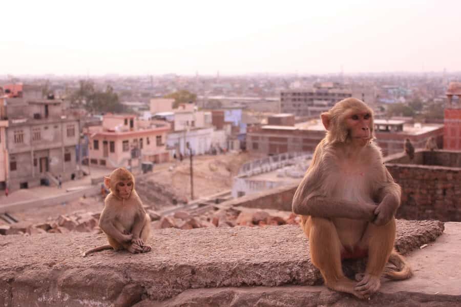 Jaipur: Yoga Experience with Monkey Temple Guided Tour - Exploring Galta Ji: The Monkey Temple