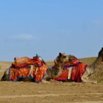 Jaisalmer: Thar Desert Sunset Camel Ride with Dinner & Show - Practical Details and What It Means for You