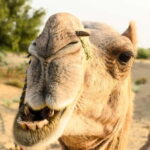 Jaisalmer: Village Tour with Camel Ride and Farm Experience - Who Is This Tour Best For?