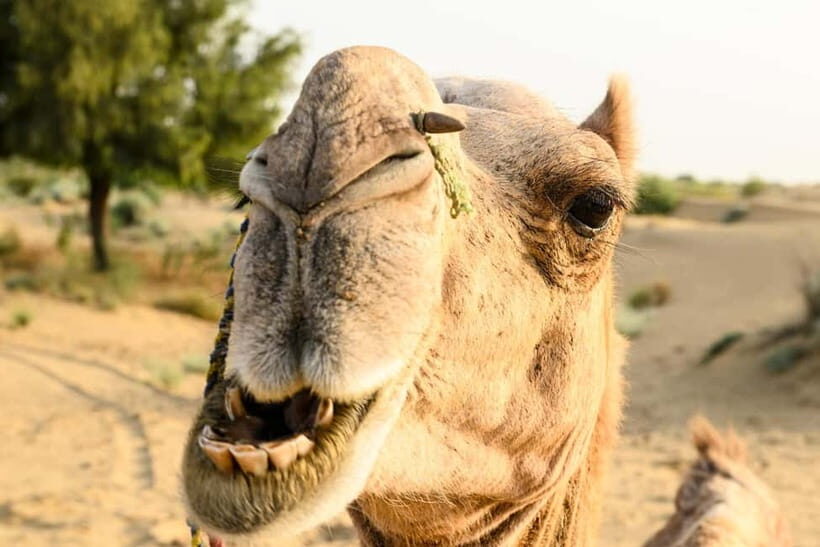 Jaisalmer: Village Tour with Camel Ride and Farm Experience - Who Is This Tour Best For?
