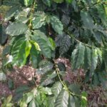 Jamaica Blue Mountain Coffee Tour and sightseeing experience - Exploring the Itinerary in Detail