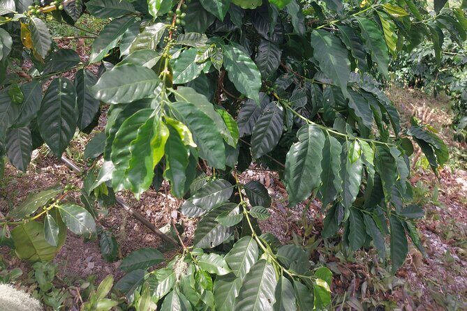 Jamaica Blue Mountain Coffee Tour and sightseeing experience - Exploring the Itinerary in Detail