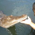 Jamaica: YS Falls and Black River Safari Tour - Detailed Breakdown of the Itinerary