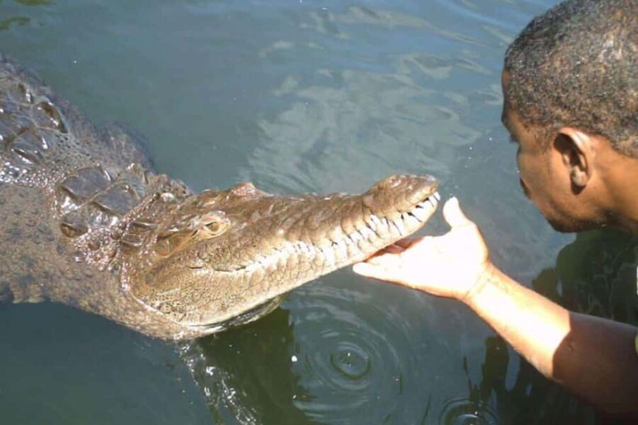 Jamaica: YS Falls and Black River Safari Tour - Detailed Breakdown of the Itinerary