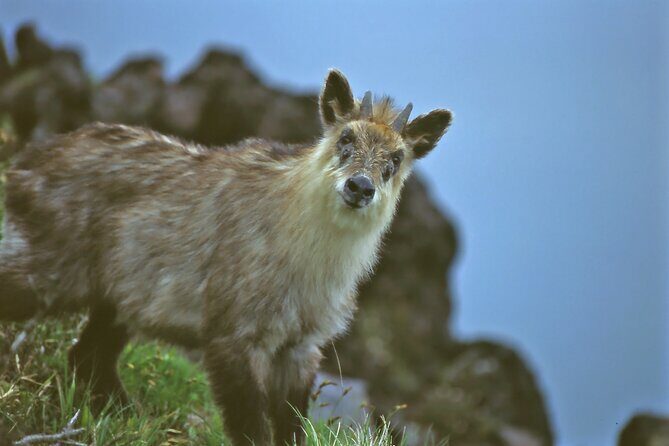 Japanese Serow Watching Tour - Detailed Review of the Japanese Serow Watching Tour
