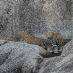 Jawai Leopard Gypsy Safari - Who Will Love This Safari?