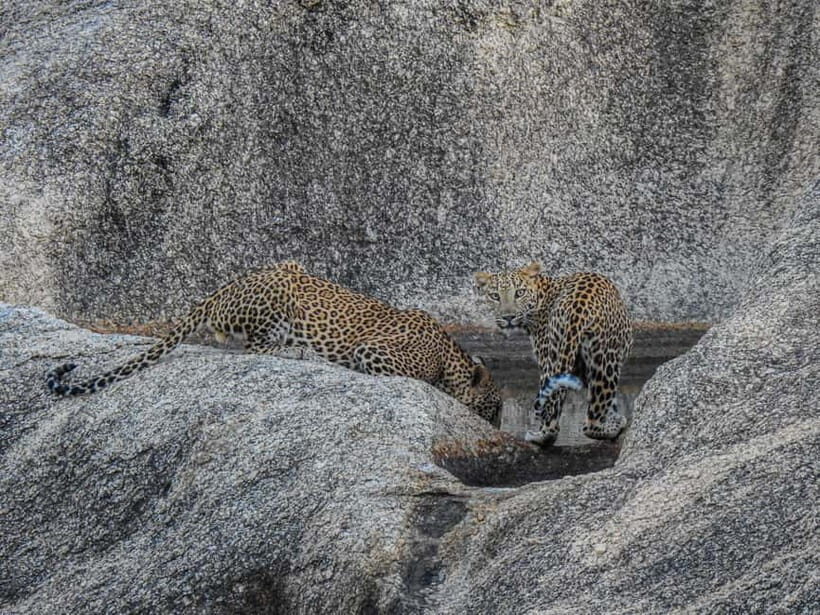 Jawai Leopard Gypsy Safari - Who Will Love This Safari?