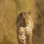 Jawai Leopard Safari 4x4 Gypsy Adventure with Guide - The Safari Experience: What You Can Expect