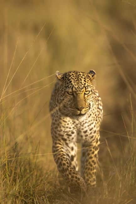 Jawai Leopard Safari 4x4 Gypsy Adventure with Guide - The Safari Experience: What You Can Expect