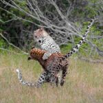 Jeep Safari to Yala National Park With an Expert Of Wild Life - An In-Depth Look at the Itinerary