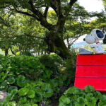 Jeju BTS & K-drama Fans Small Group Tour incl. Snoopy Garden - The Practical Side: What You Need to Know