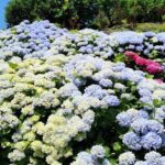 Jeju East Hydrangea Tour with UNESCO site - Final Thoughts: Who Is This Tour Best For?