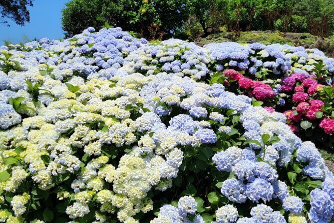 Jeju East Hydrangea Tour with UNESCO site - Final Thoughts: Who Is This Tour Best For?