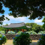 Jeju Hydragea Festival Tour : EAST Route - FAQ