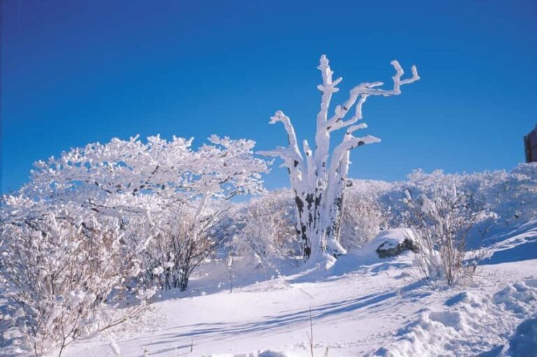 Jeju Island: East Jeju UNESCO Highlights Full-Day Tour - In-Depth Look at the Tour Experience