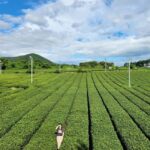 Jeju Private Taxi Tour with a Licenced English Guide-Driver - Who Should Consider This Tour?