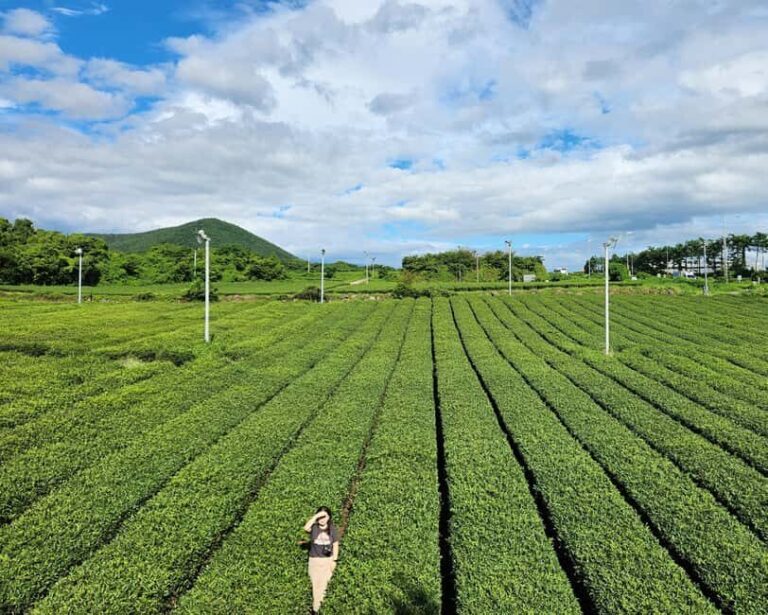 Jeju Private Taxi Tour with a Licenced English Guide-Driver - Who Should Consider This Tour?