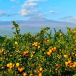 Jeju: Small Group Tour w/Pink Muhly & Tangerine Picking - What Makes This Tour Stand Out?