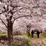 Jeju West Small Group Tour Cherry Blossom Strawberry Picking - Why This Tour Offers Great Value