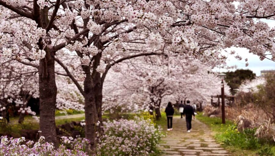 Jeju West Small Group Tour Cherry Blossom Strawberry Picking - Why This Tour Offers Great Value