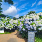 Jeju Western & Sothern : Hydrangea Festival Tour - What’s Included and What’s Not