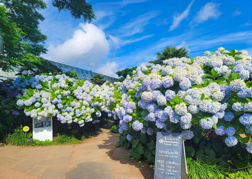Jeju Western & Sothern : Hydrangea Festival Tour - What’s Included and What’s Not