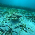 Jervis Bay: Guided Snorkelling Tour with expert guide - Who Will Love This Tour?