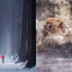 Jigokudani Snow Monkey and Togakushi Shrine Private Tour - The Value of a Private Guided Experience