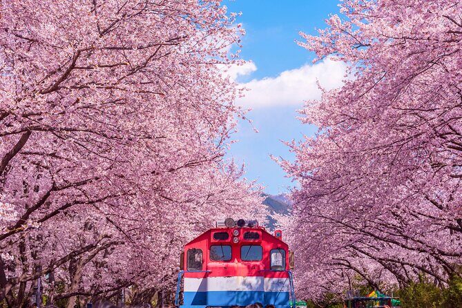 Jinhae Cherry Blossom Festival Gyeonghwa Stn Day Tour from Busan - Duration & Timing