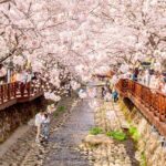 Jinhae Cherry Blossom Festival Gyeonghwa Stn Day Tour from Seoul - Practical Details: What You Need to Know