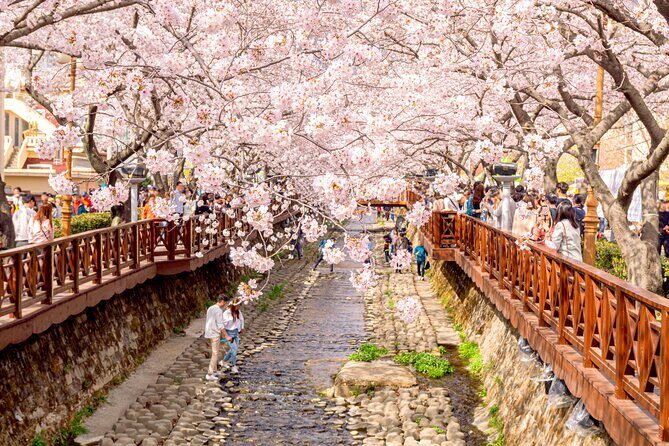 Jinhae Cherry Blossom Festival Gyeonghwa Stn Day Tour from Seoul - Practical Details: What You Need to Know