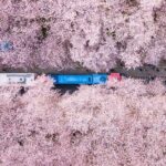Jinhae's Cherry Blossoms Shuttle Bus depart from Seoul/Busan - Who Would Love This Tour?